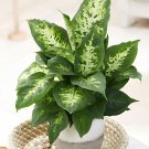 100 Seeds Dieffenbachia Live Plant Easy to Seasons