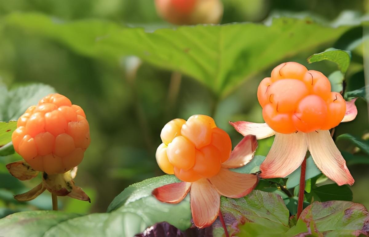 200 Seeds Cloudberry (Rubus Chamaemorus) Artic Raspberry