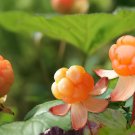 200 Seeds Cloudberry (Rubus Chamaemorus) Artic Raspberry