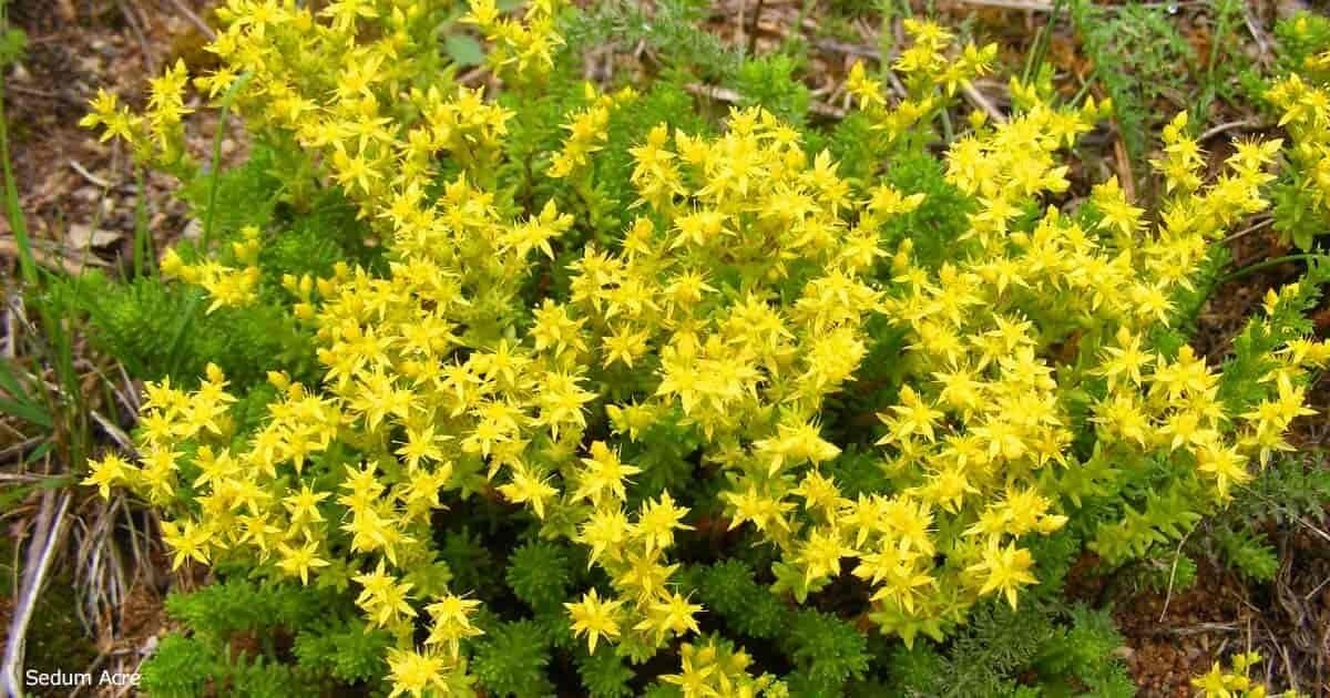 200 Seeds Golden Acre Sedum Stonecrop Gold Moss Flower