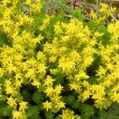 200 Seeds Golden Acre Sedum Stonecrop Gold Moss Flower