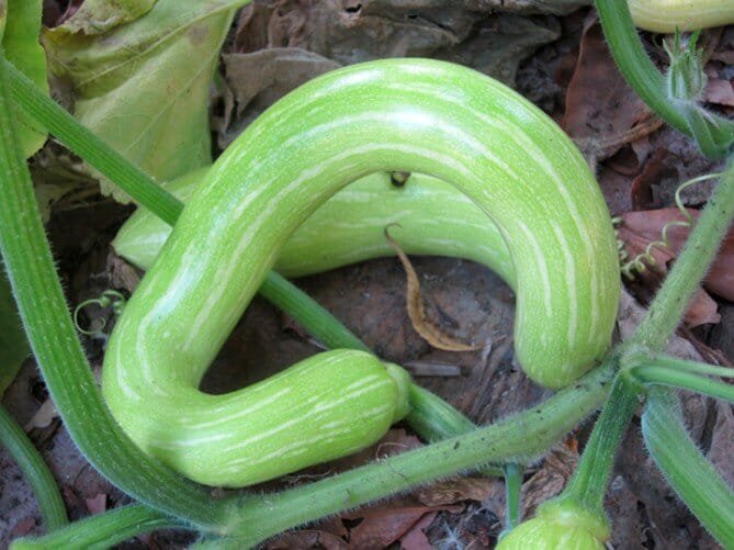 100 Seeds Climbing Zucchini