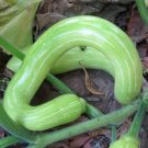 100 Seeds Climbing Zucchini