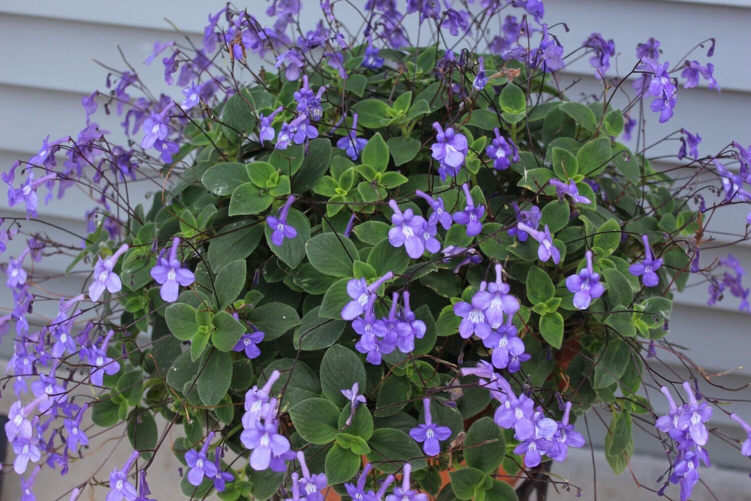 200 Seeds Streptocarpus Concorde Mix Flower