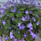 200 Seeds Streptocarpus Concorde Mix Flower