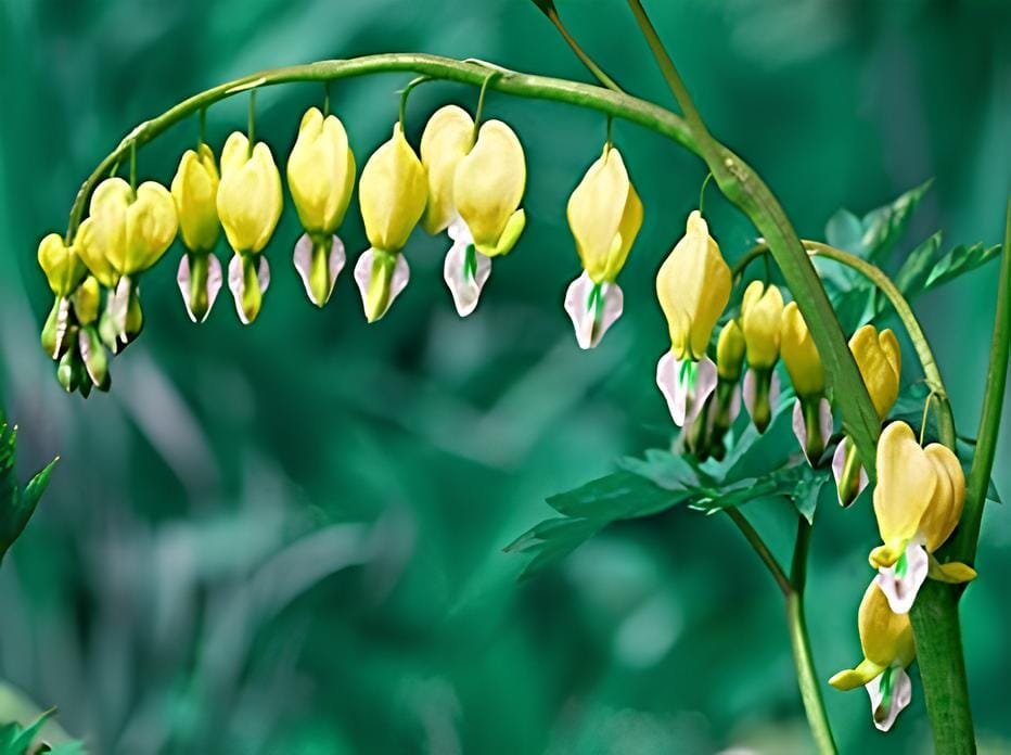 40 Seeds Bleeding Heart Canary Yellow Rare Variety