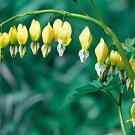 40 Seeds Bleeding Heart Canary Yellow Rare Variety