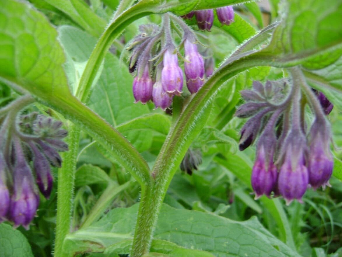 100 Seeds Comfrey (symphytum Officinale)
