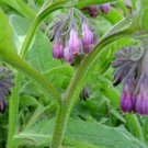 100 Seeds Comfrey (symphytum Officinale)