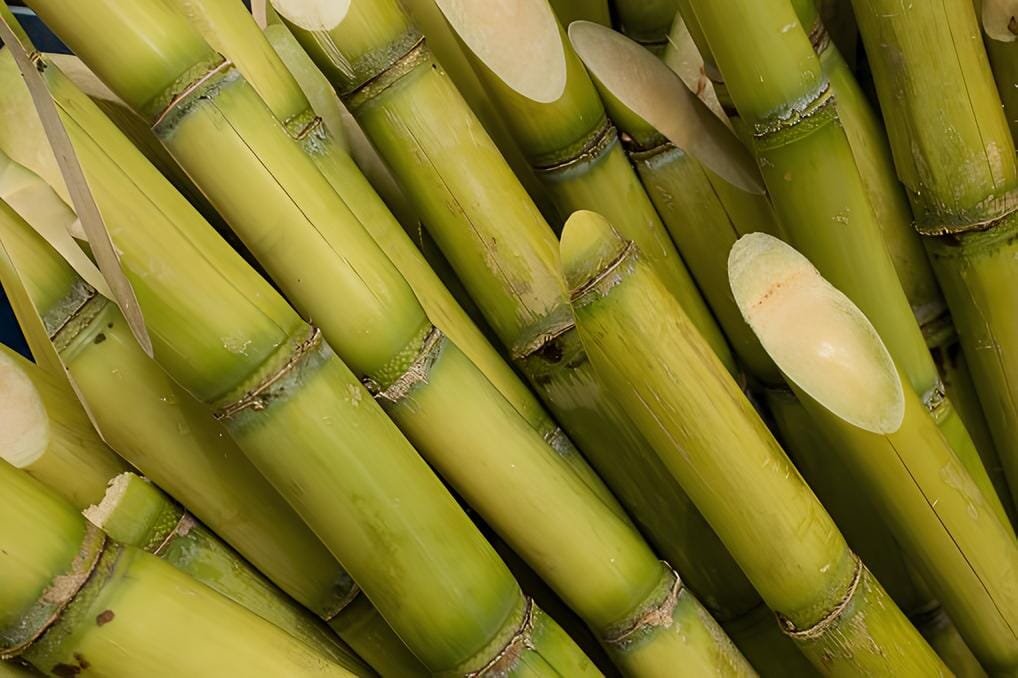 200 Seeds Sugar Cane