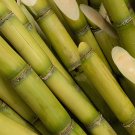 200 Seeds Sugar Cane