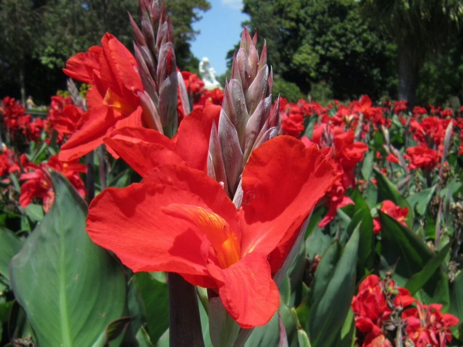 20 Seeds Canna Flower