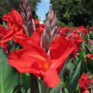 20 Seeds Canna Flower