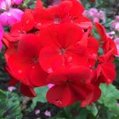 200 Seeds Geranium Rose Red Flowers