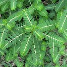 100 Seeds Phyllanthus Niruri Bhuiamla Green Chanca Piedra