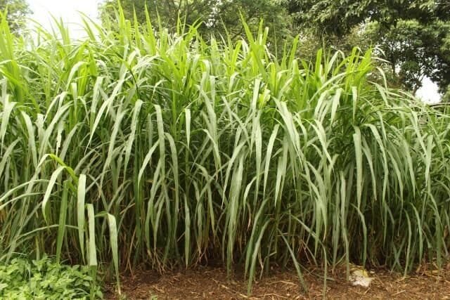 200 Seeds Elephant Grass