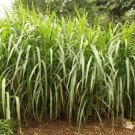 200 Seeds Elephant Grass