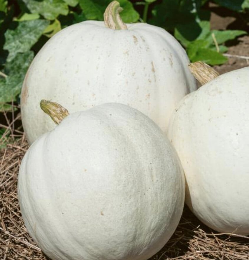 200 Seeds Casper White Pumpkin