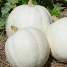 200 Seeds Casper White Pumpkin