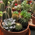 1000 Seeds Mini Potted Bonsai Succulent Cactus