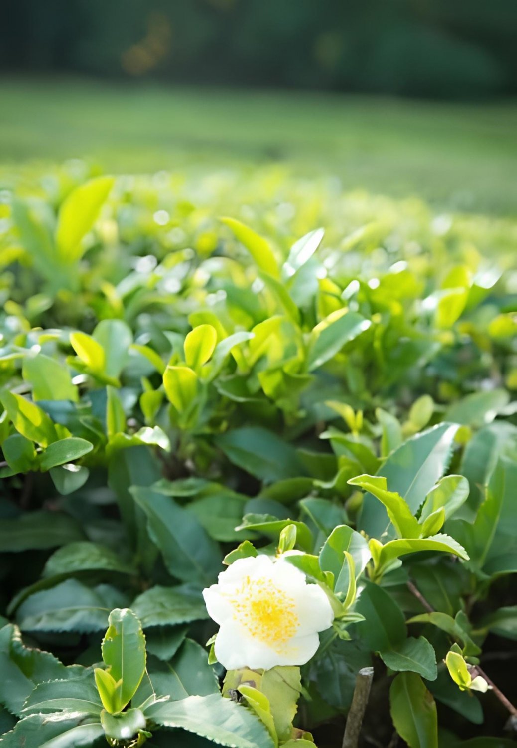 200 Seeds Japanese Green Tea Seeds