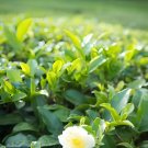 200 Seeds Japanese Green Tea Seeds