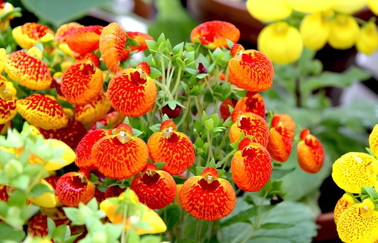400 Seeds Bonsai Calceolaria Dicentra Spectabilis Rare Flower Home Garden