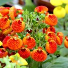 400 Seeds Bonsai Calceolaria Dicentra Spectabilis Rare Flower Home Garden