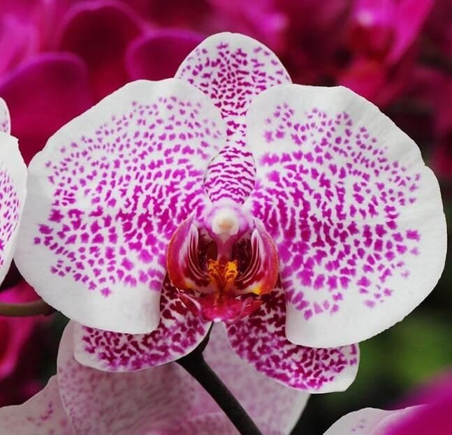 200 Seeds Japanese Plant Orchid Bonsai Flores World's Rare Orchid Species