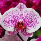 200 Seeds Japanese Plant Orchid Bonsai Flores World's Rare Orchid Species