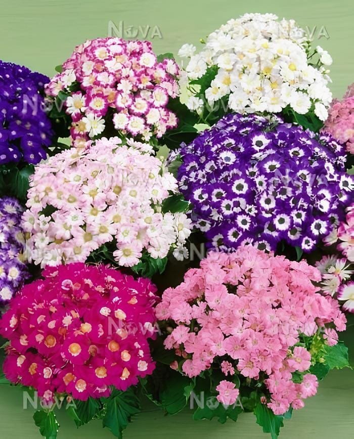 200 Seeds Florists Cineraria Bonsai 9 Kind Different Bonsai Flowers Pericallis h