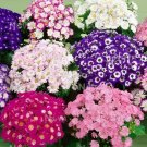 200 Seeds Florists Cineraria Bonsai 9 Kind Different Bonsai Flowers Pericallis h