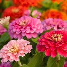 200 Seeds Long Flowering Period Bonsai Zinnias Elegans Widely Cultivated Common