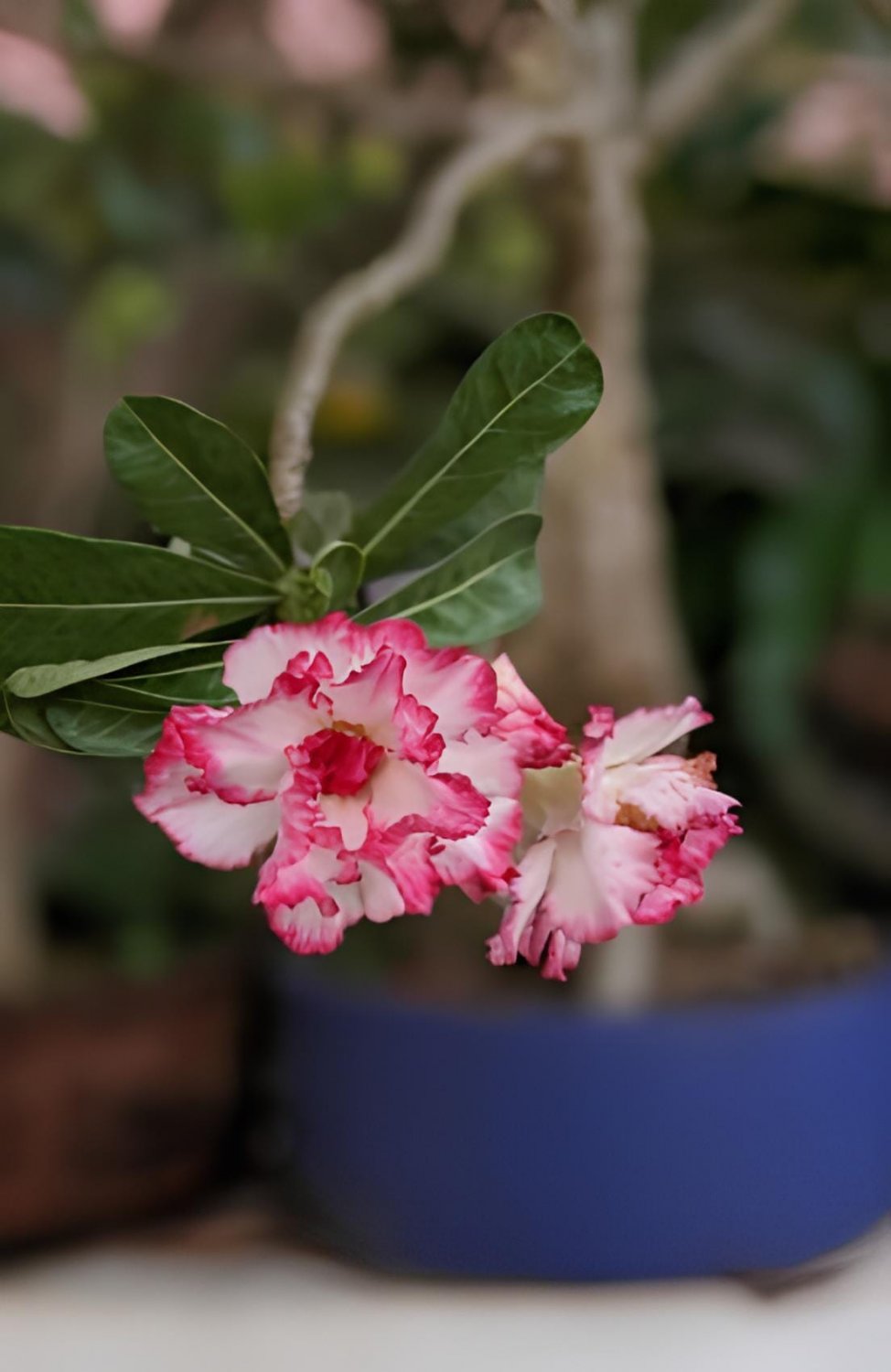 8 Seeds Pink Black White Desert Rose