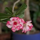 8 Seeds Pink Black White Desert Rose