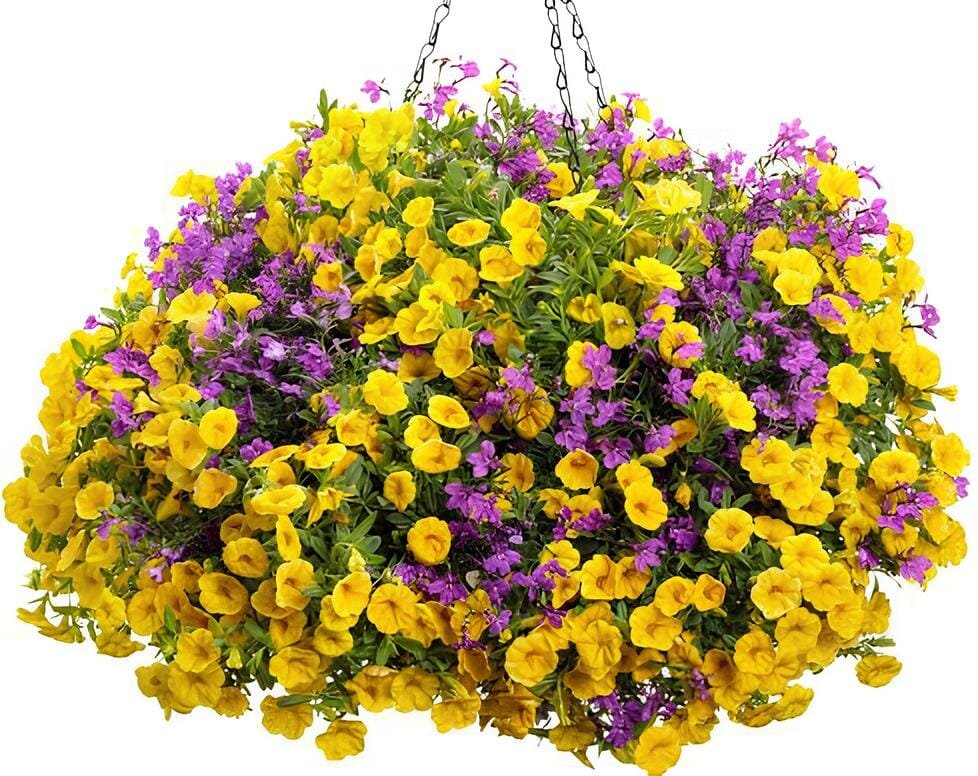 200 Seeds Kasuki Flower Flores Exotic Indoor Lavendar Geranium Rosa Moss Potted