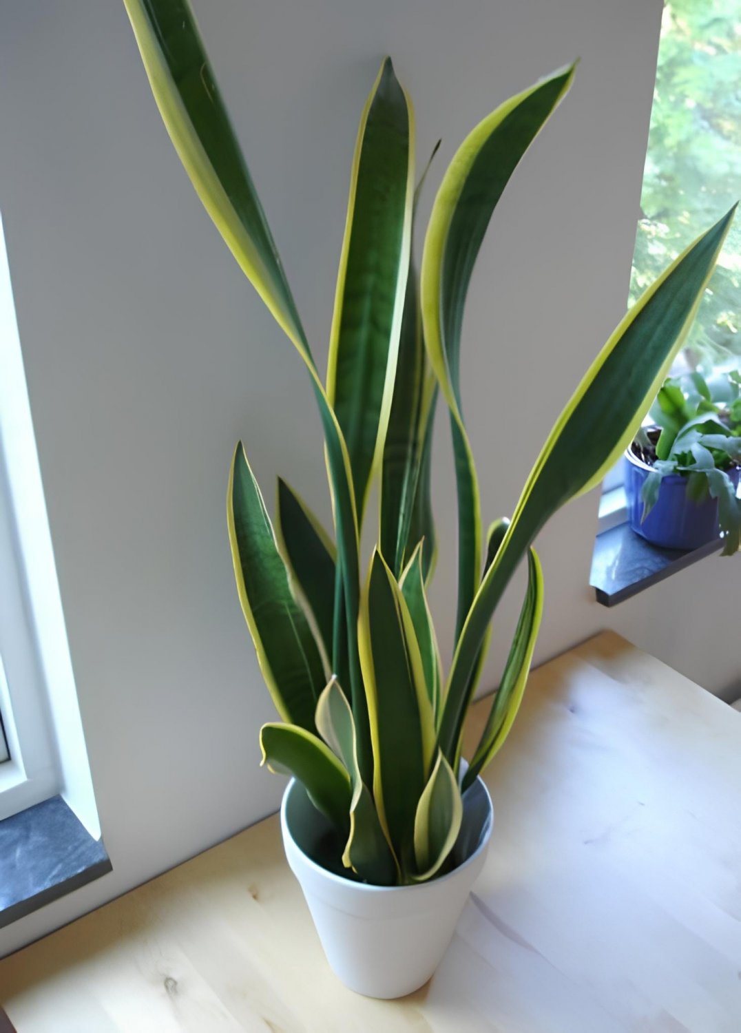 800 Seeds Egrow Garden Bonsai Sansevieria 100% Genuine Organic Organic Blooming