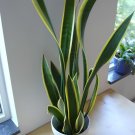 800 Seeds Egrow Garden Bonsai Sansevieria 100% Genuine Organic Organic Blooming