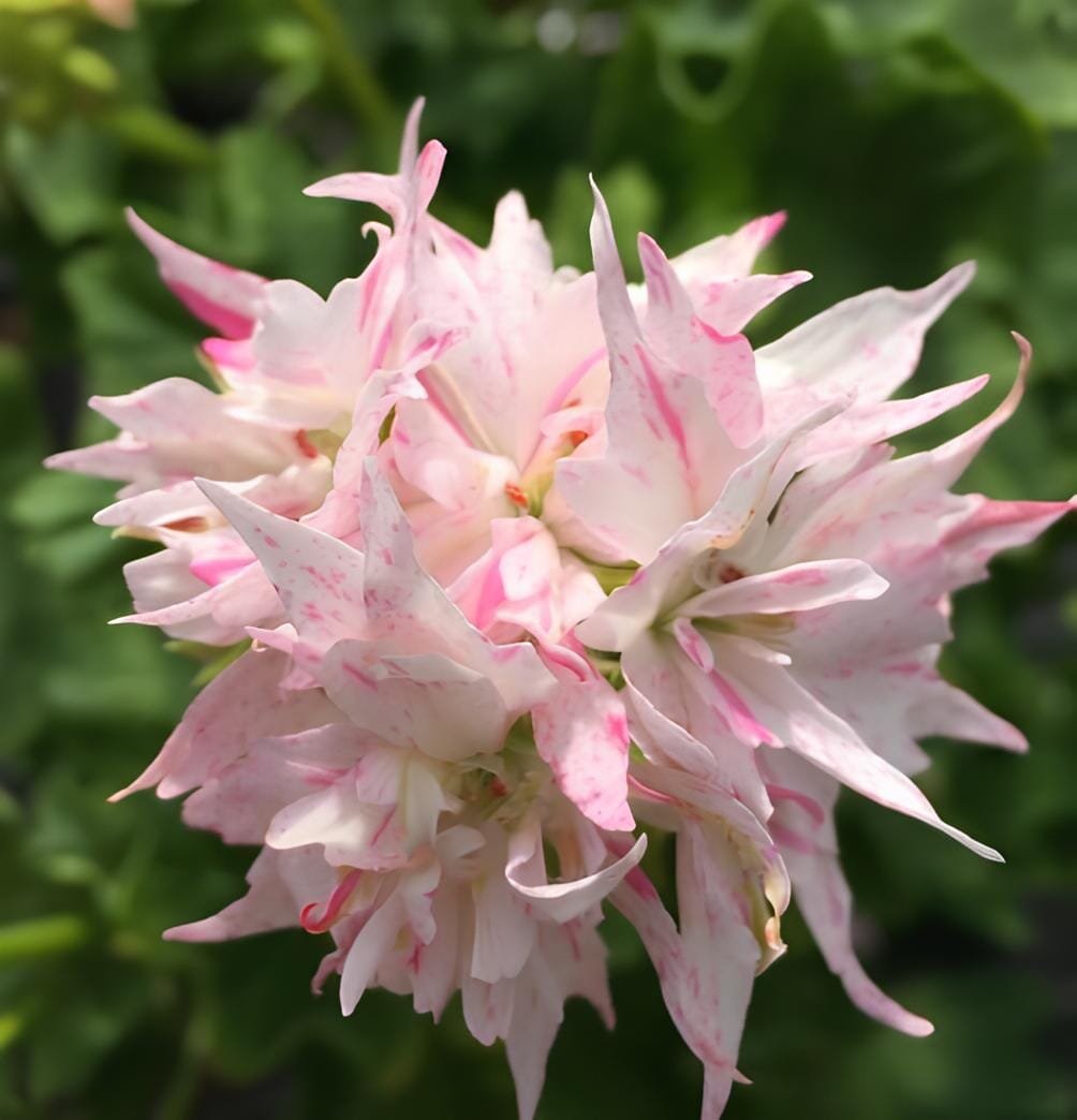 100 Seeds Beautiful Garden Flower Perennial Fleur Graine Geranium Pelargonium Pe