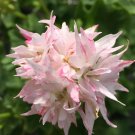 100 Seeds Beautiful Garden Flower Perennial Fleur Graine Geranium Pelargonium Pe