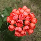 100 Seeds Beautiful Garden Flower Perennial Fleur Graine GeraniumPelargonium Pel