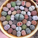 400 Seeds Mix Lithops Plants Mix Varieties Succulents Plants Living Stone Bonsai