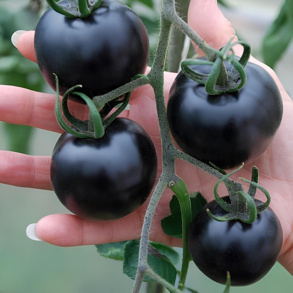 24 Seeds Very Black Tomato