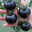 24 Seeds Very Black Tomato