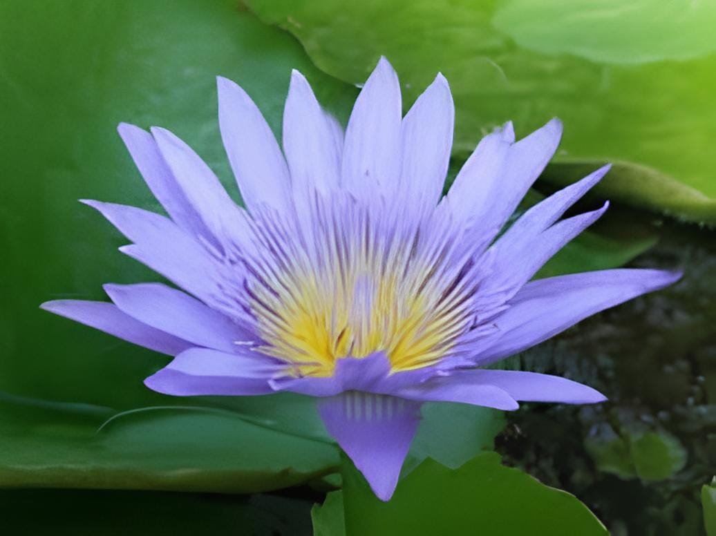 80 Seeds Purple Nymphaea Caerulea Asian Water Lily Pad Flower Pond