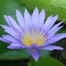 80 Seeds Purple Nymphaea Caerulea Asian Water Lily Pad Flower Pond