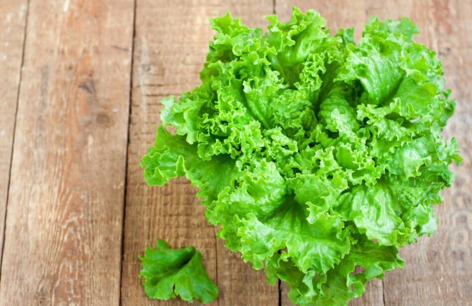 160 Seeds Italy Lettuce Organic Green Vegetable