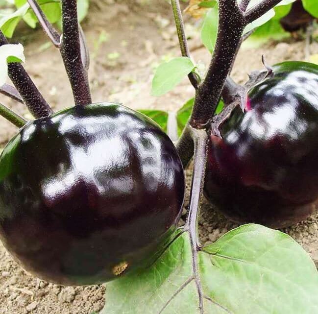 100 Seeds Black Round Eggplant Organic Big Vegetable