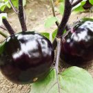 100 Seeds Black Round Eggplant Organic Big Vegetable