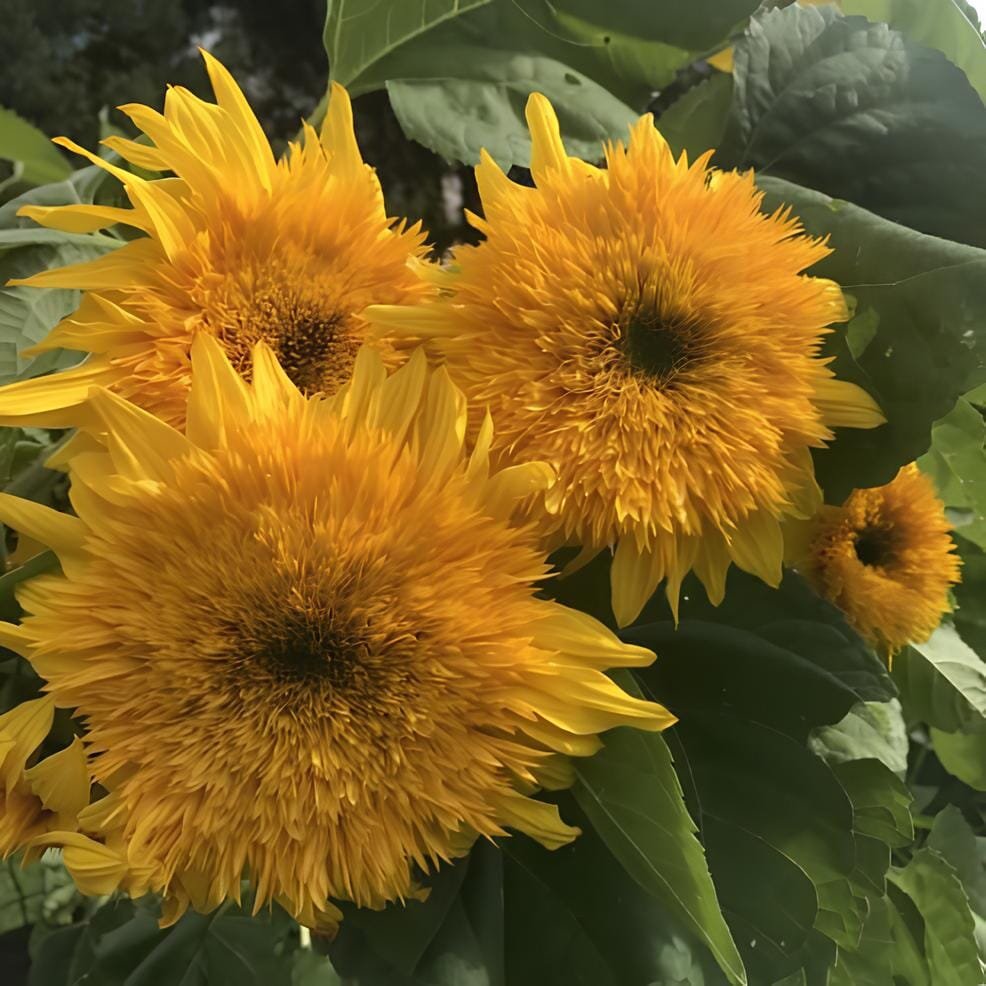 20 Seeds Pleniflorous Fuzzy Sunflower